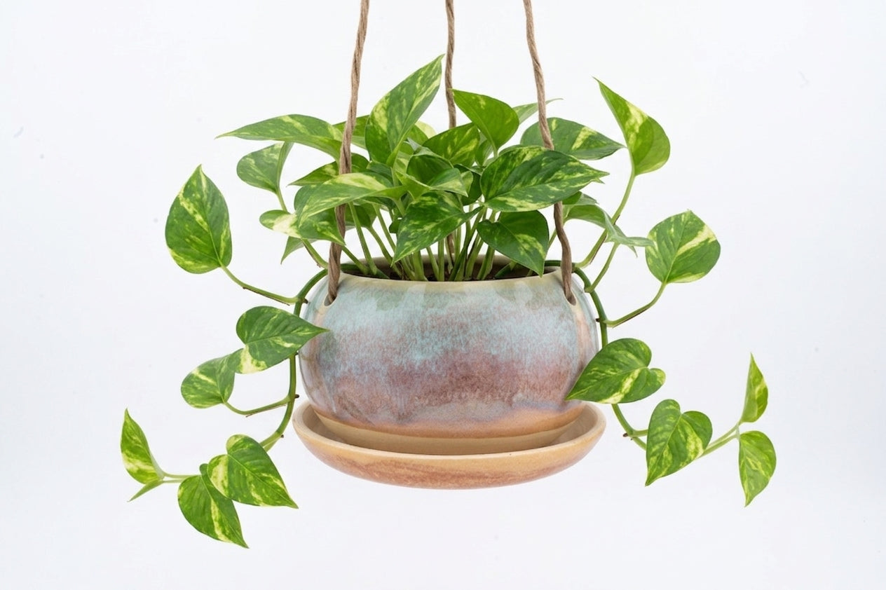 Hanging Planter, 5" or 7" wide